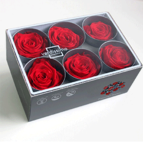 Box of 6 Eternal Red Roses